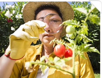 Mujer con lupa revisando calidad de tomates