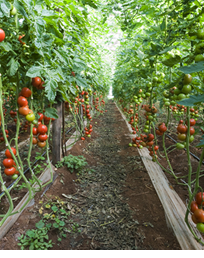 Plantación de tomates